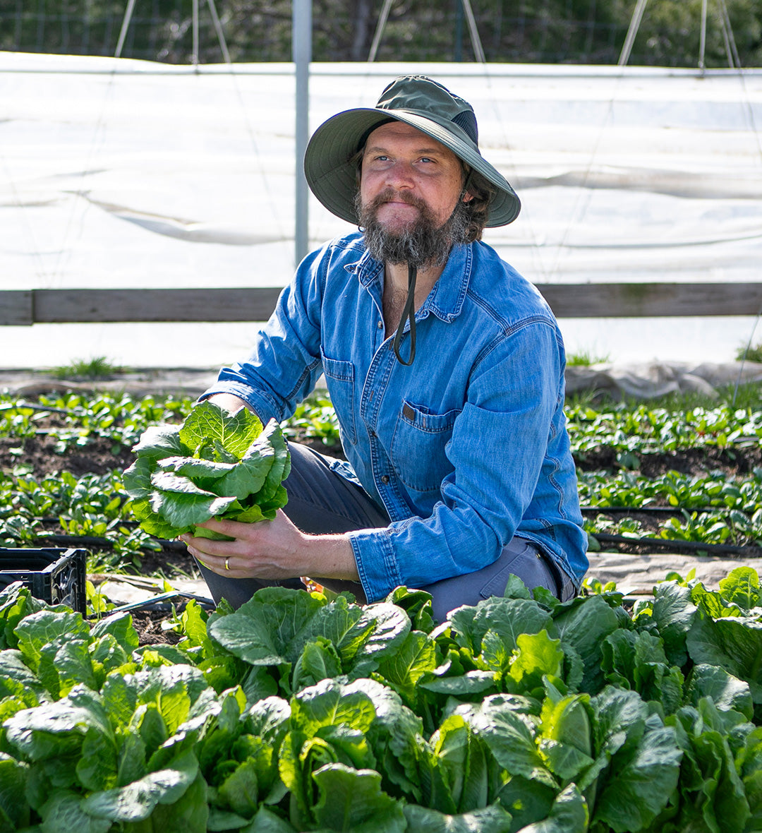 Farmer kneeling in a lush market garden greenhouse, holding freshly harvested leafy greens amid rows of growing crops.